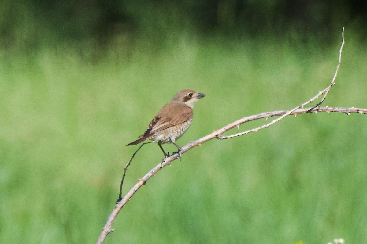 Red-backed Shrike - ML620794882