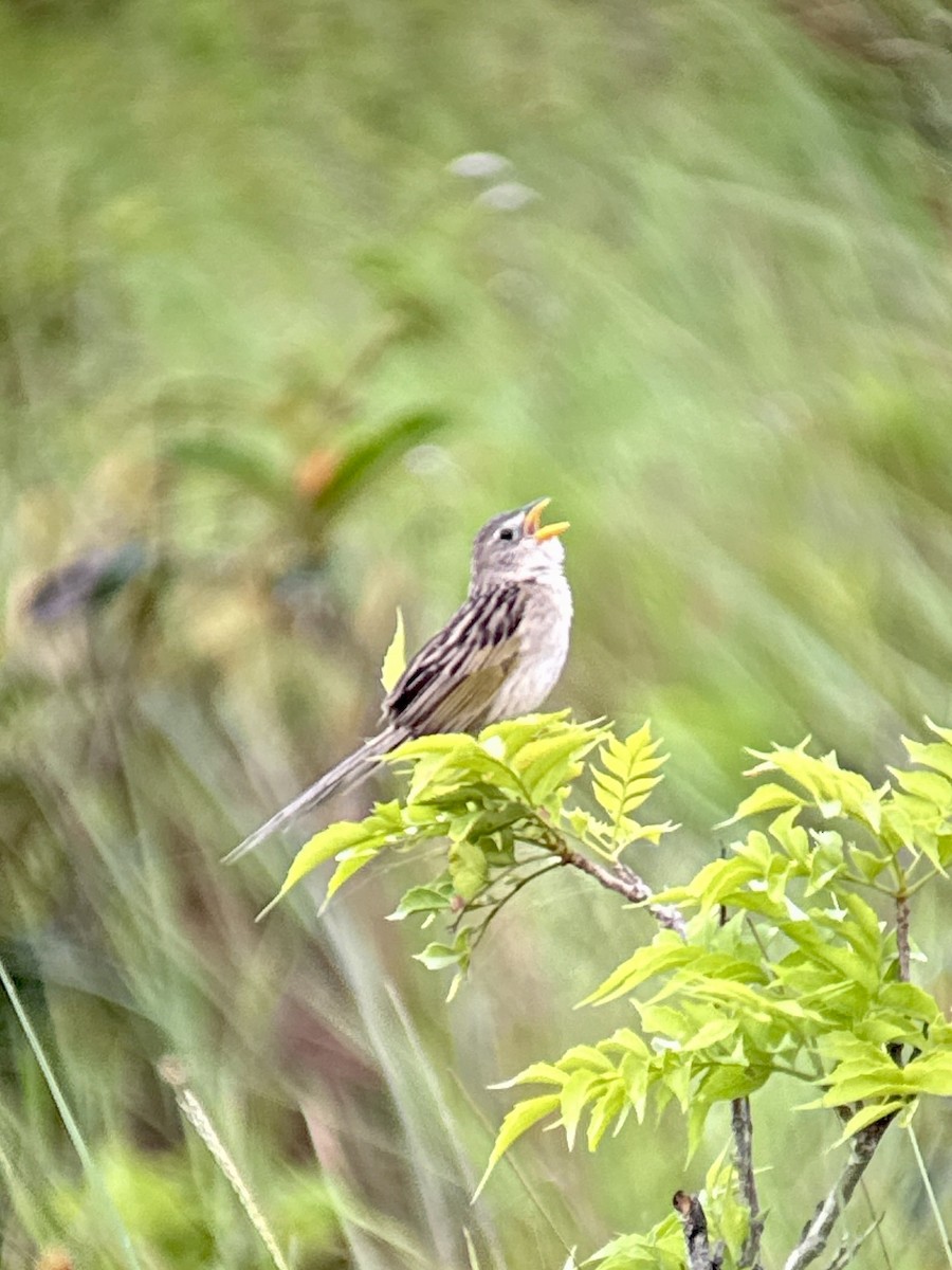 Wedge-tailed Grass-Finch - ML620794884