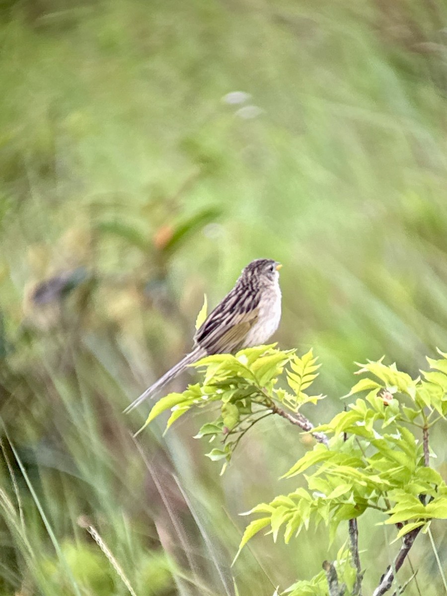 Wedge-tailed Grass-Finch - ML620794885