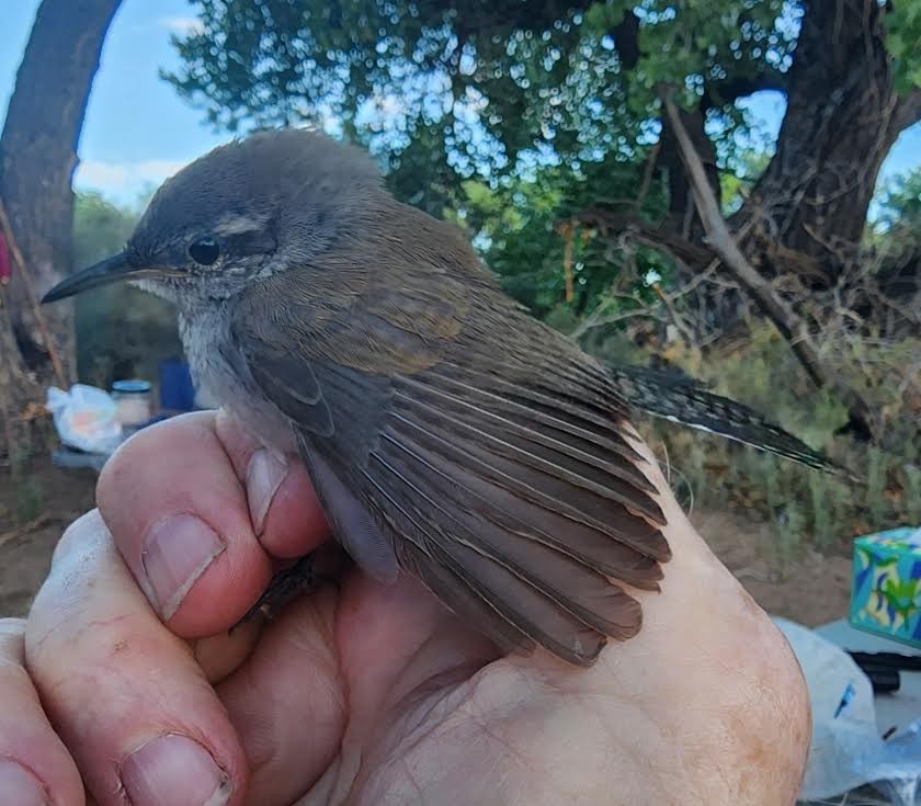 Bewick's Wren - ML620794890