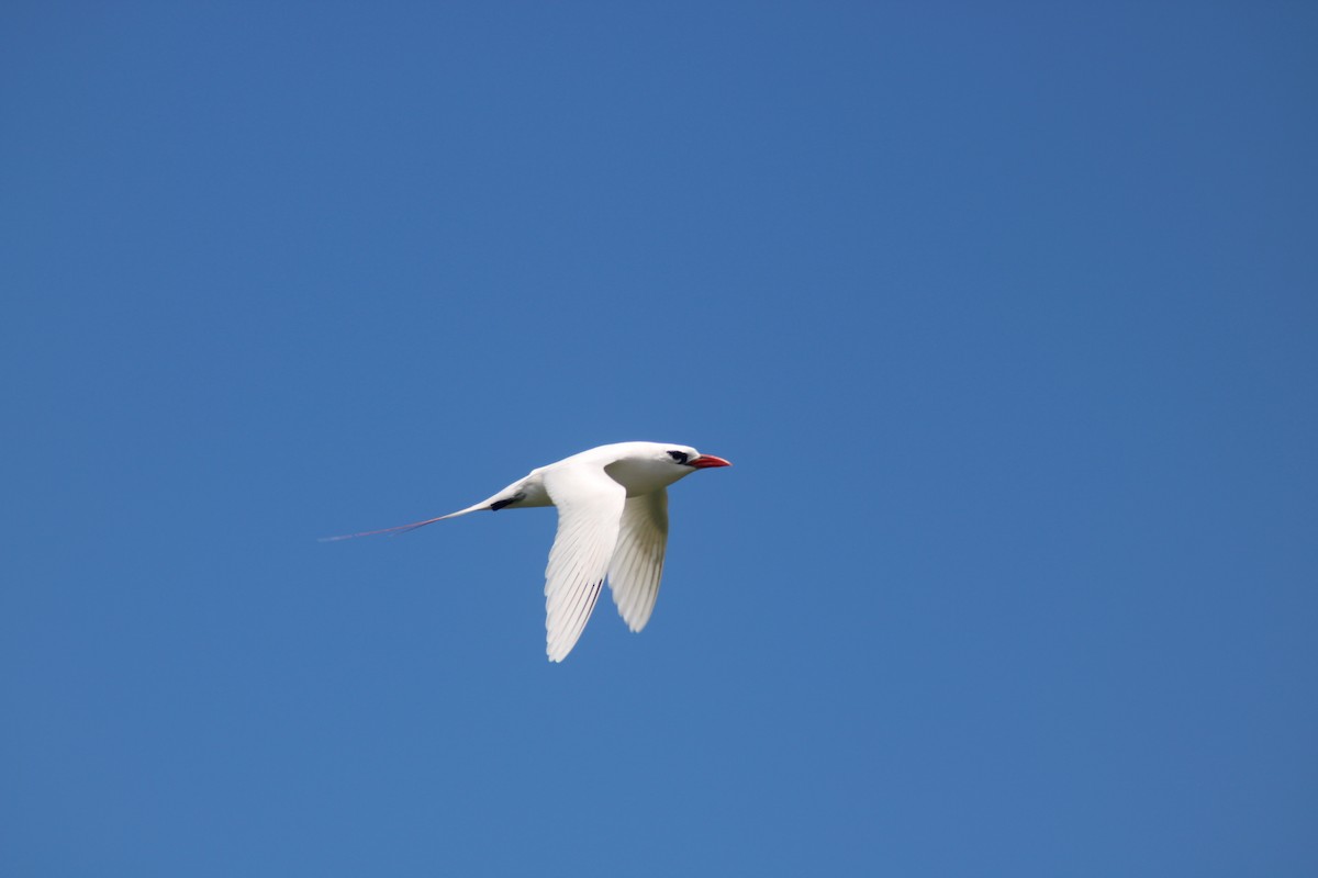 Red-tailed Tropicbird - ML620794895