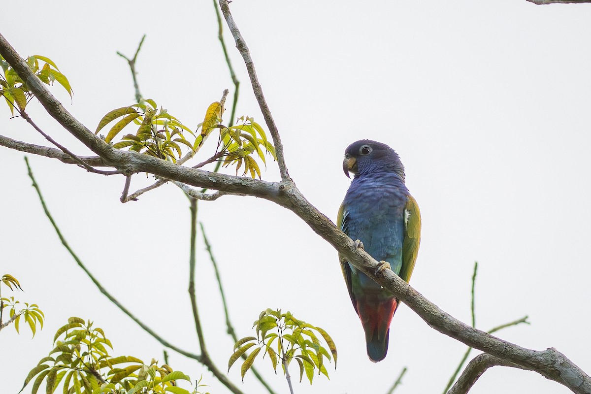 Blue-headed Parrot (Reichenow's) - ML620794897
