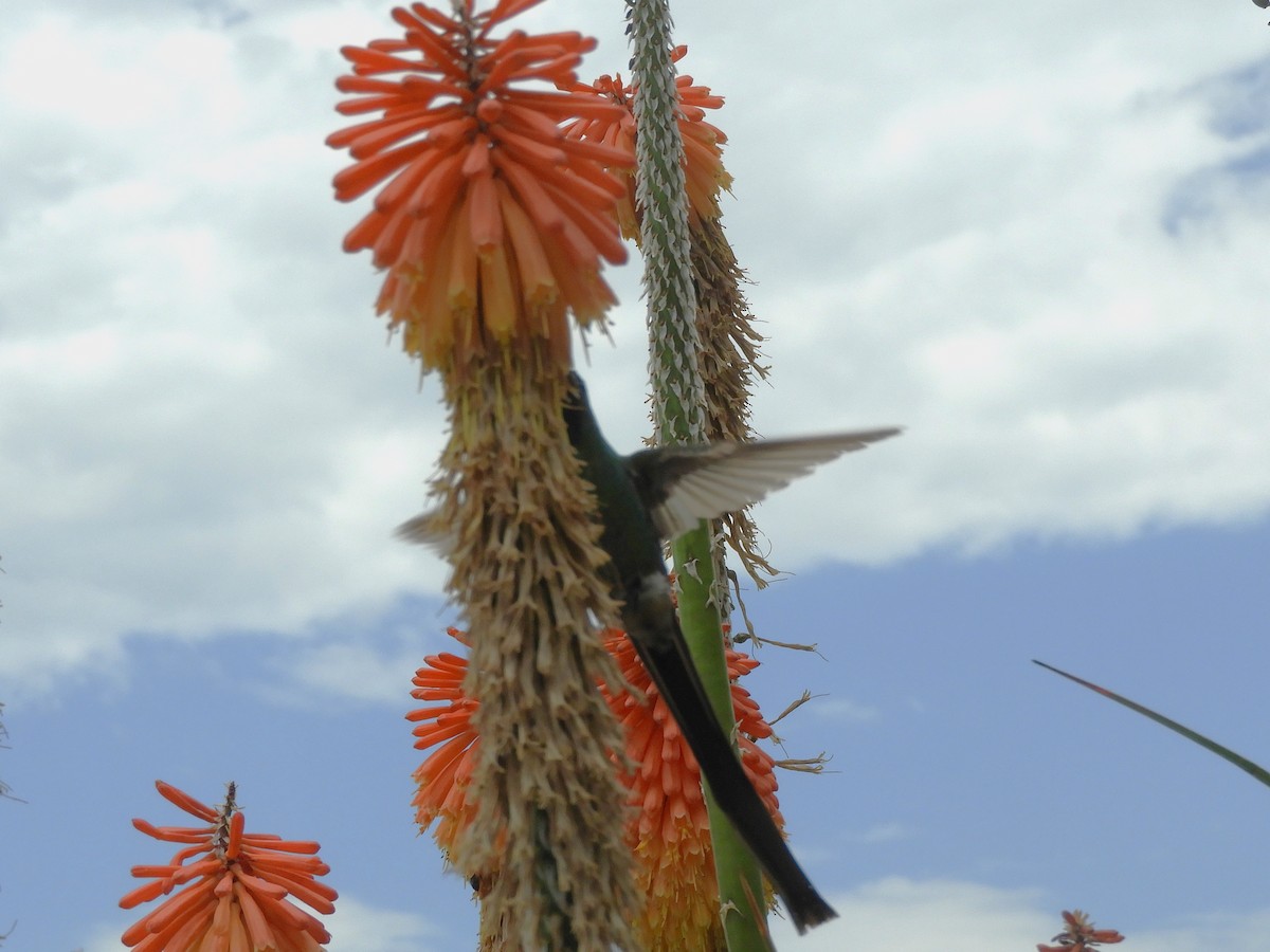 Red-tailed Comet - ML620794900