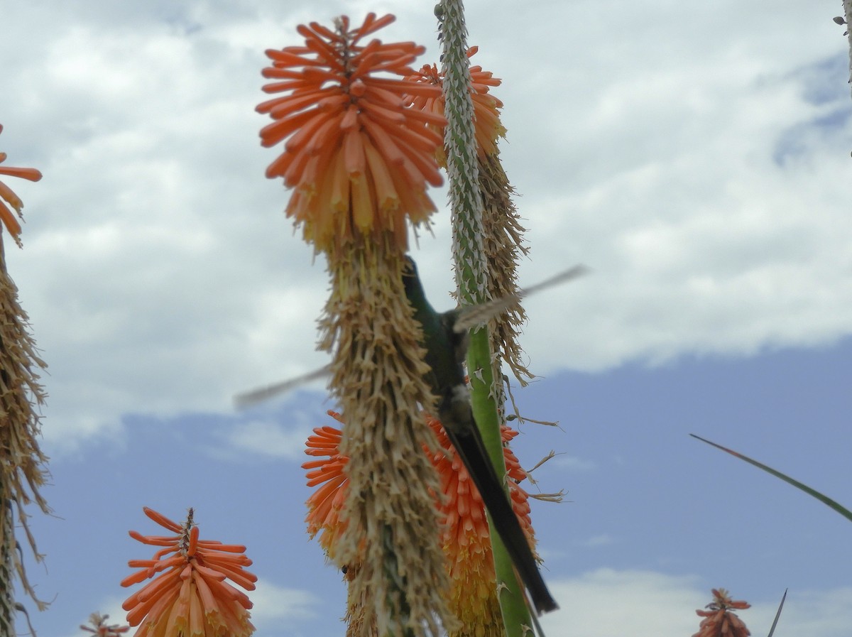 Red-tailed Comet - ML620794901