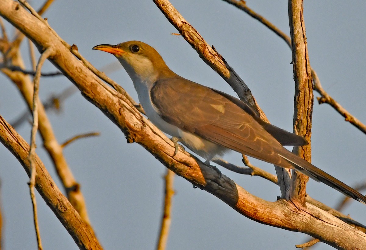 Yellow-billed Cuckoo - ML620794912