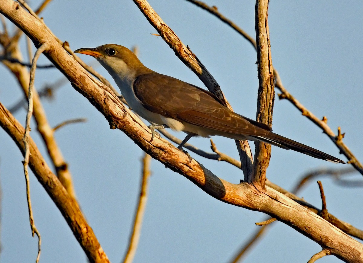 Yellow-billed Cuckoo - ML620794913