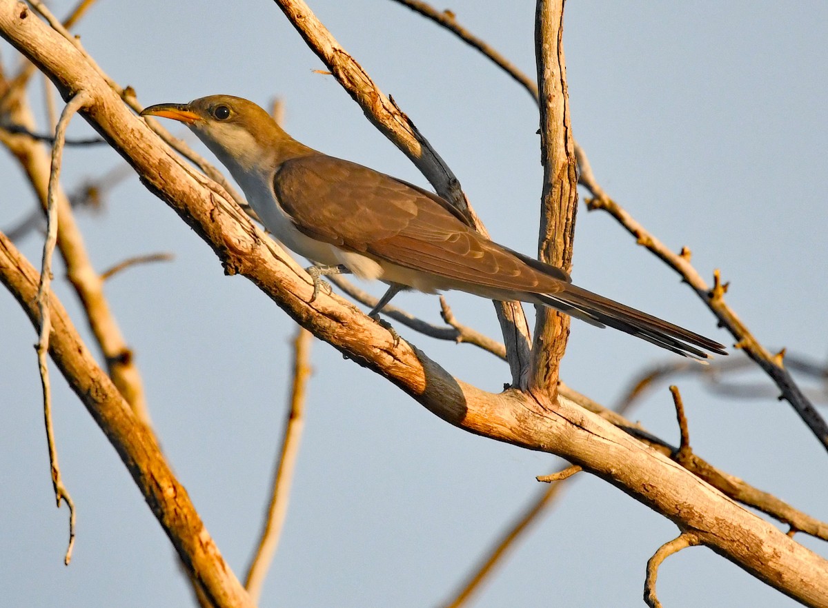 Yellow-billed Cuckoo - ML620794914