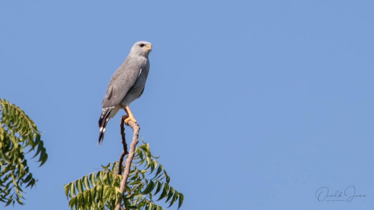 Gray Hawk - ML620794915