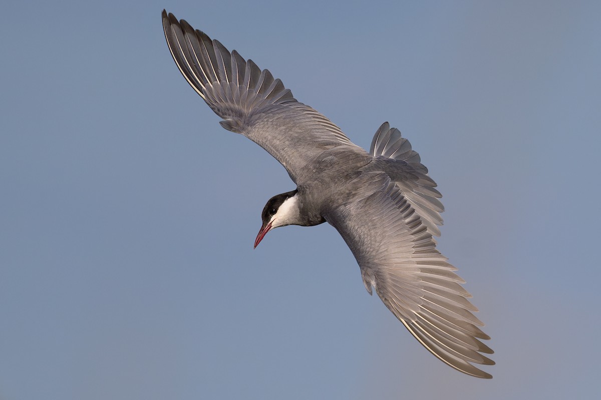 Whiskered Tern - ML620794917