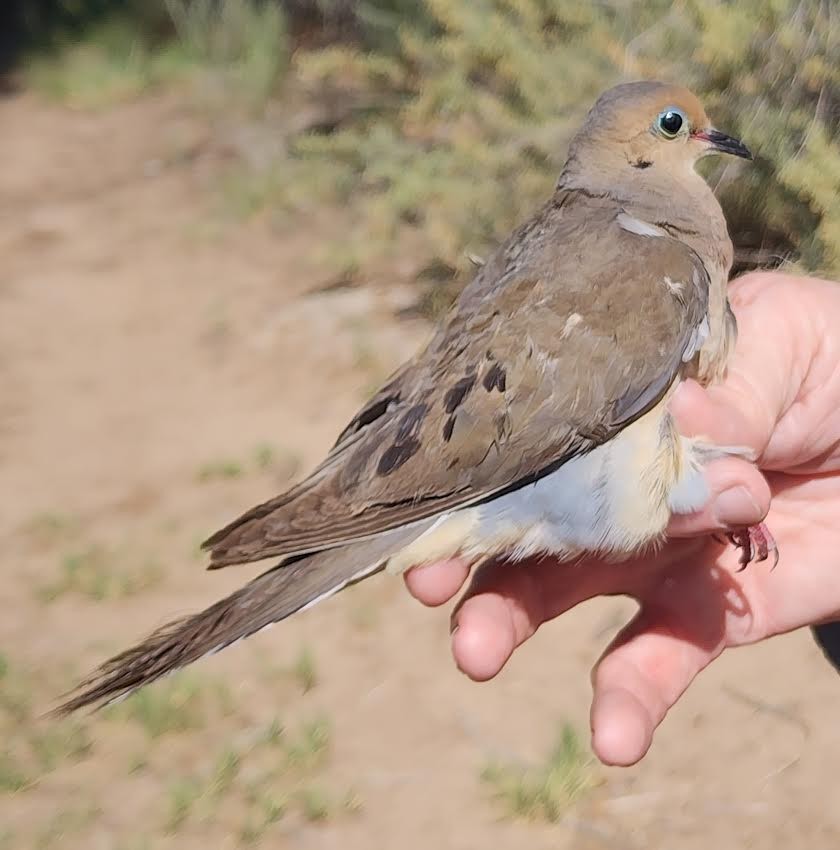 Mourning Dove - ML620794918