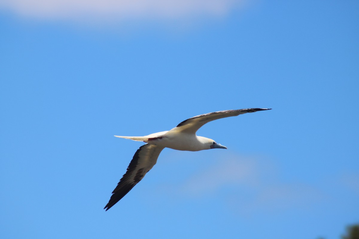 Red-footed Booby - ML620794919