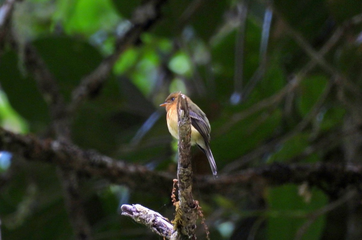 Tufted Flycatcher - ML620794920