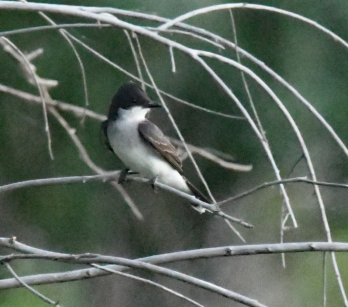 Eastern Kingbird - ML620794921