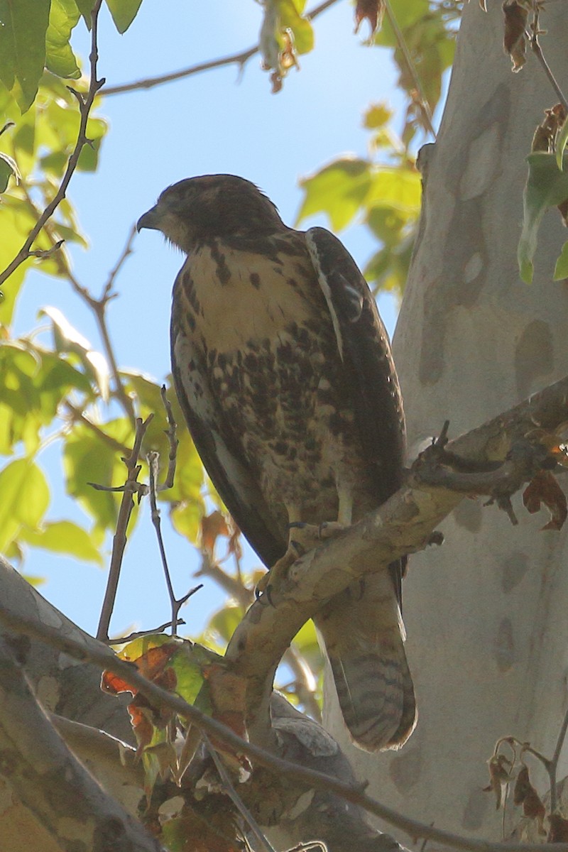 Red-tailed Hawk - ML620794922