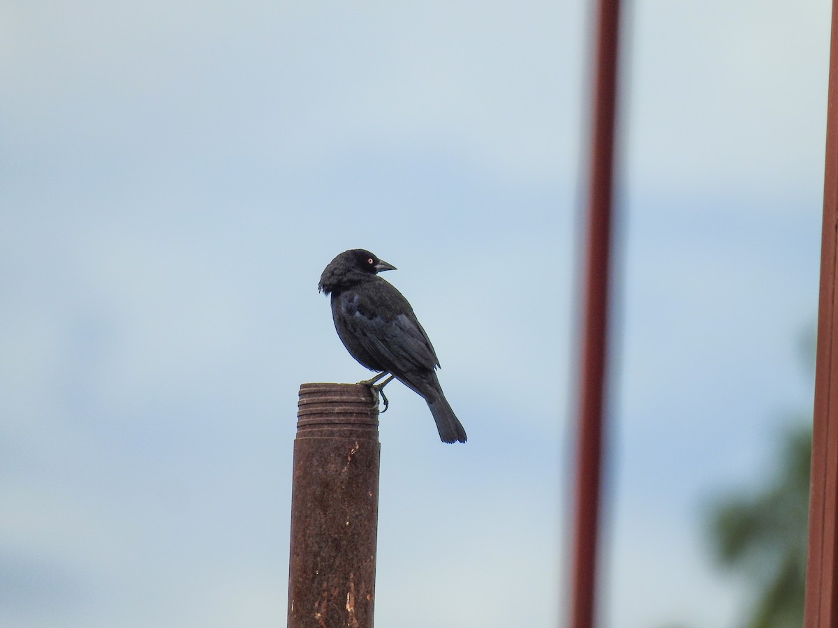 Bronzed Cowbird - ML620794923