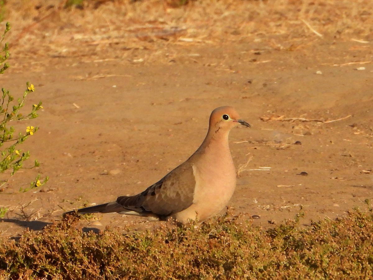 Mourning Dove - ML620794925