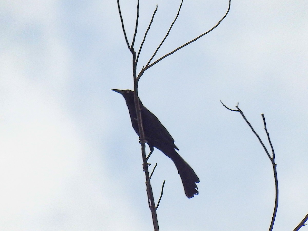 Great-tailed Grackle - ML620794926