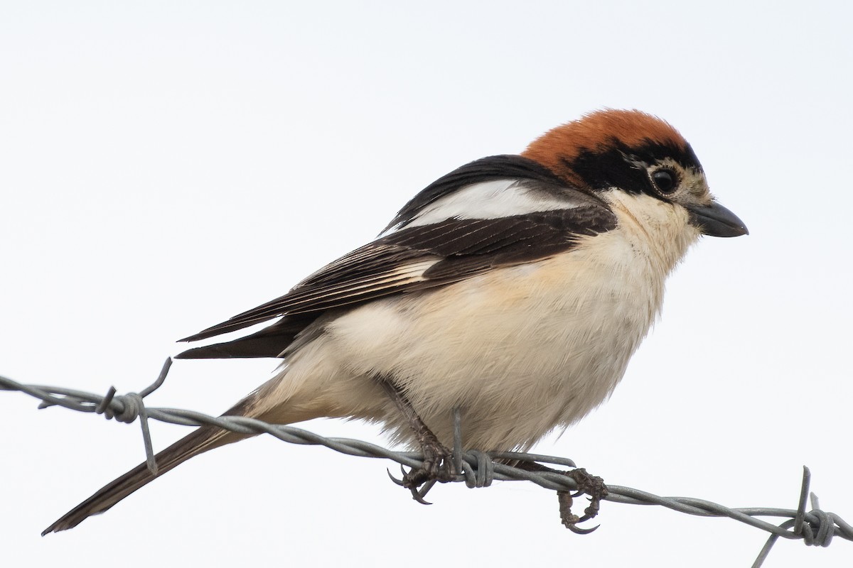 Woodchat Shrike - ML620794928