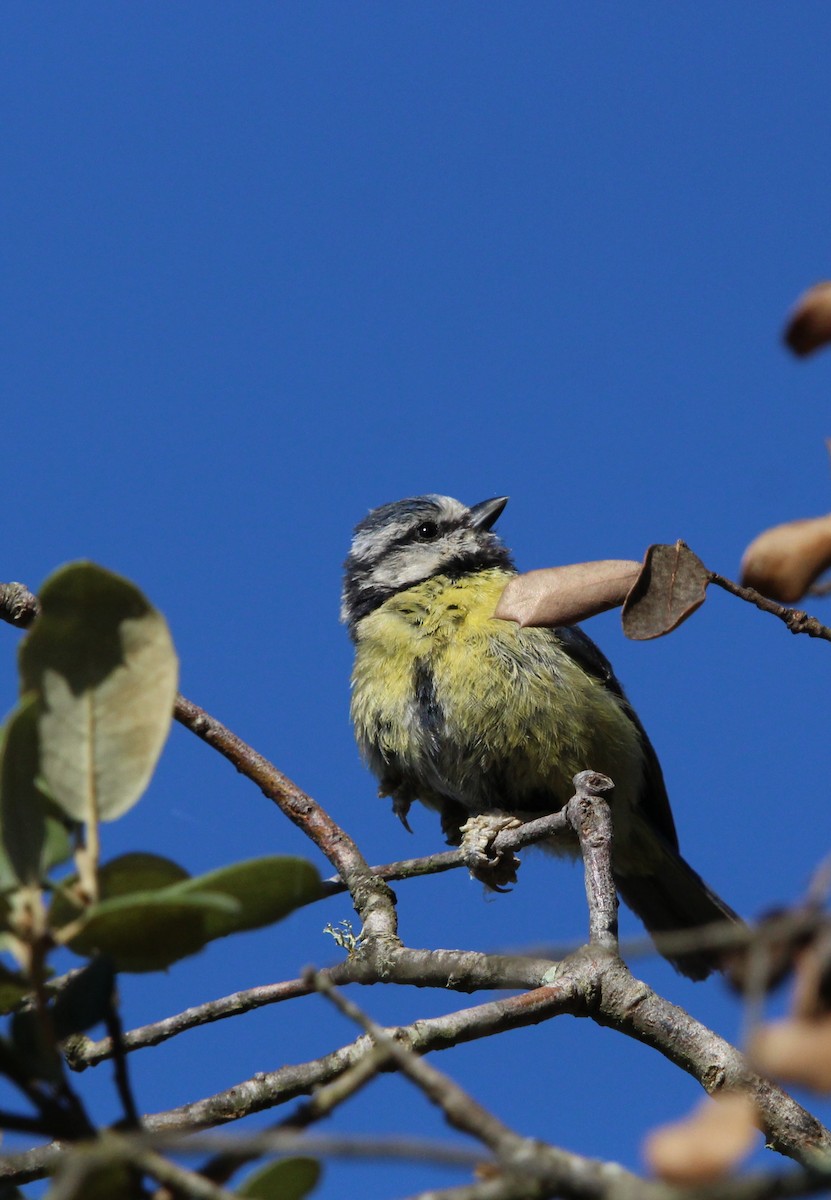 Eurasian Blue Tit - ML620794930