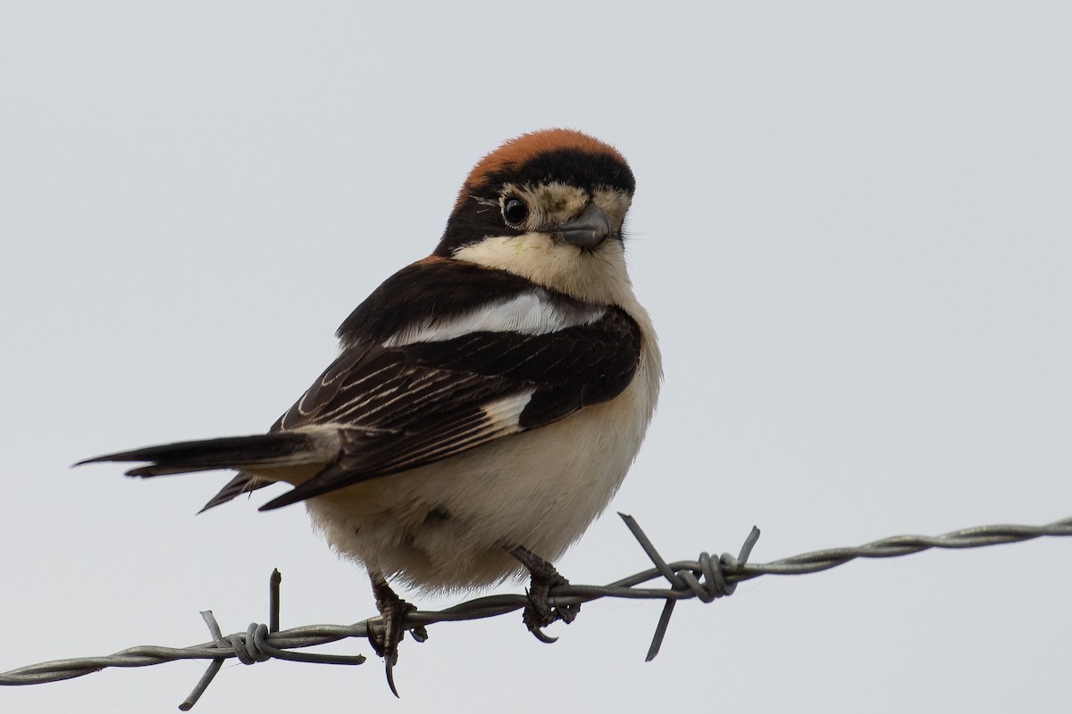 Woodchat Shrike - ML620794931