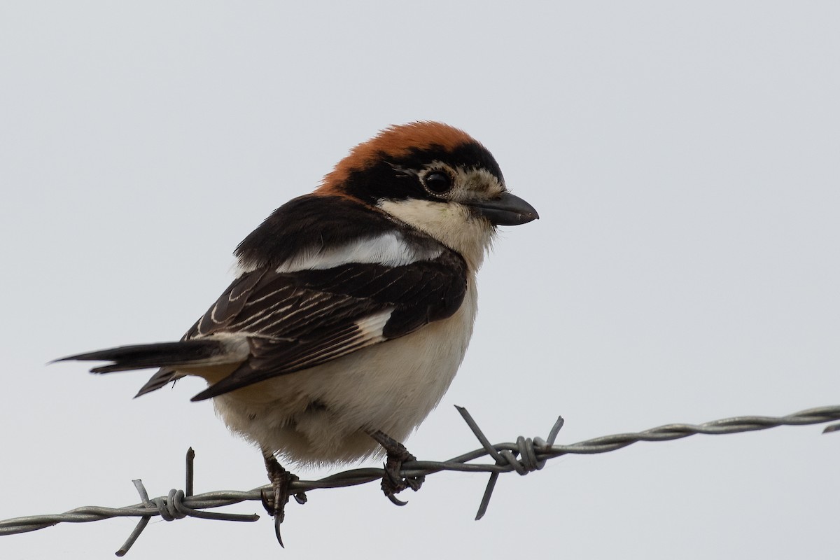 Woodchat Shrike - ML620794932