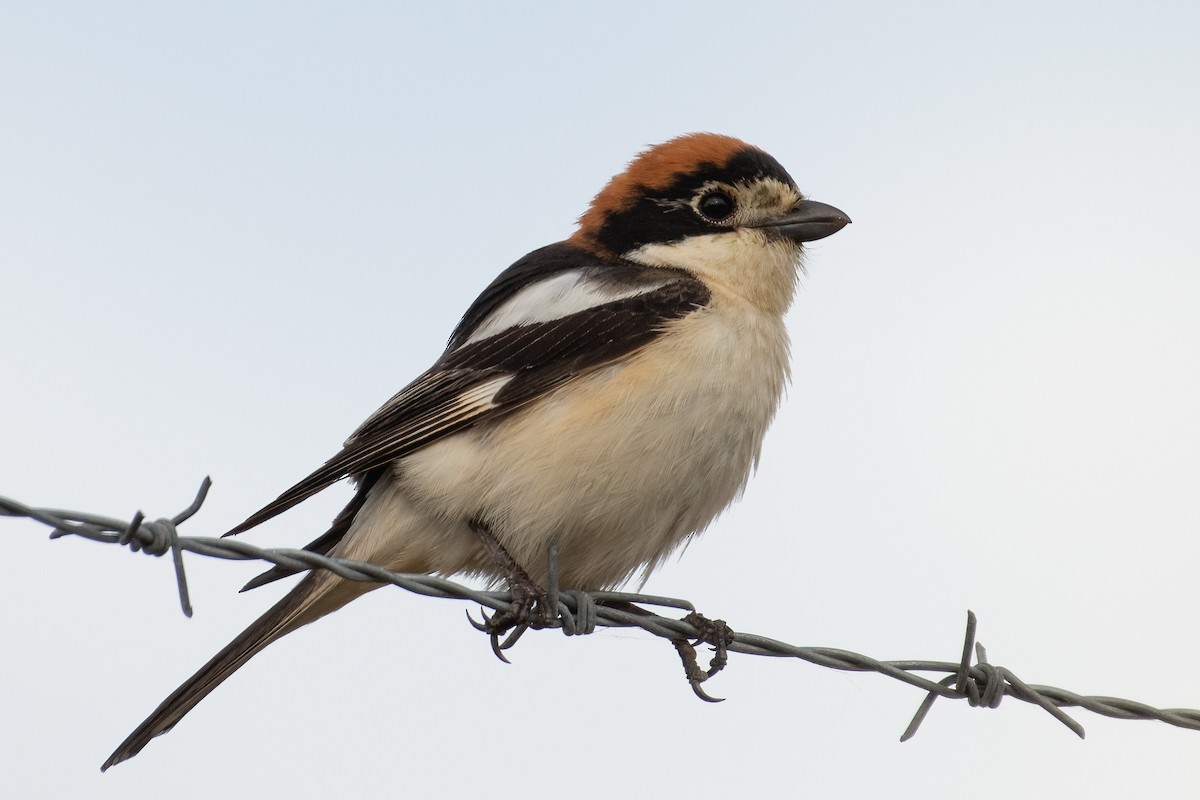 Woodchat Shrike - ML620794933