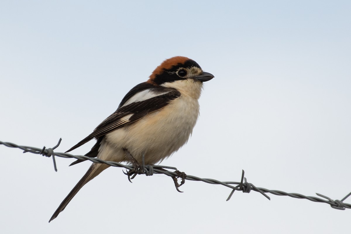 Woodchat Shrike - ML620794934