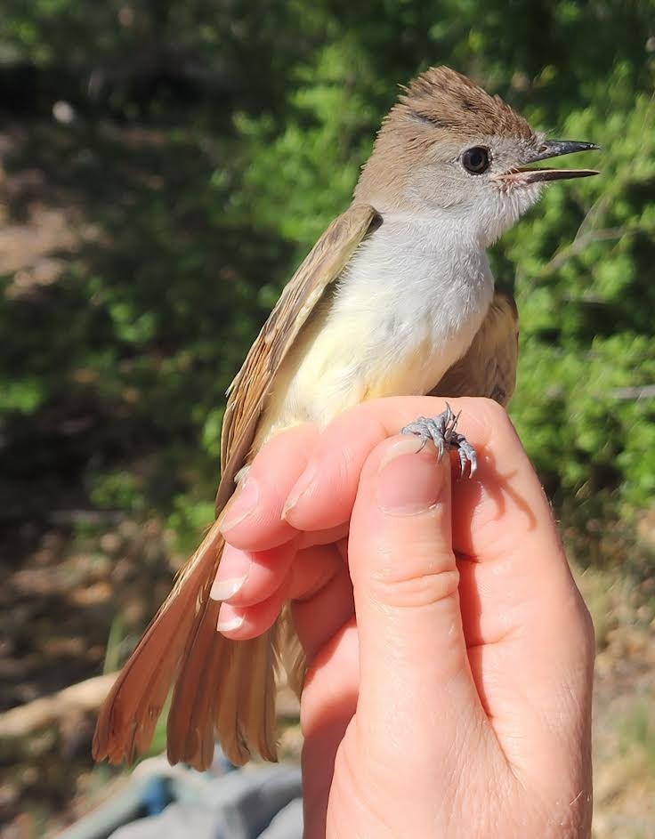 Ash-throated Flycatcher - ML620794935