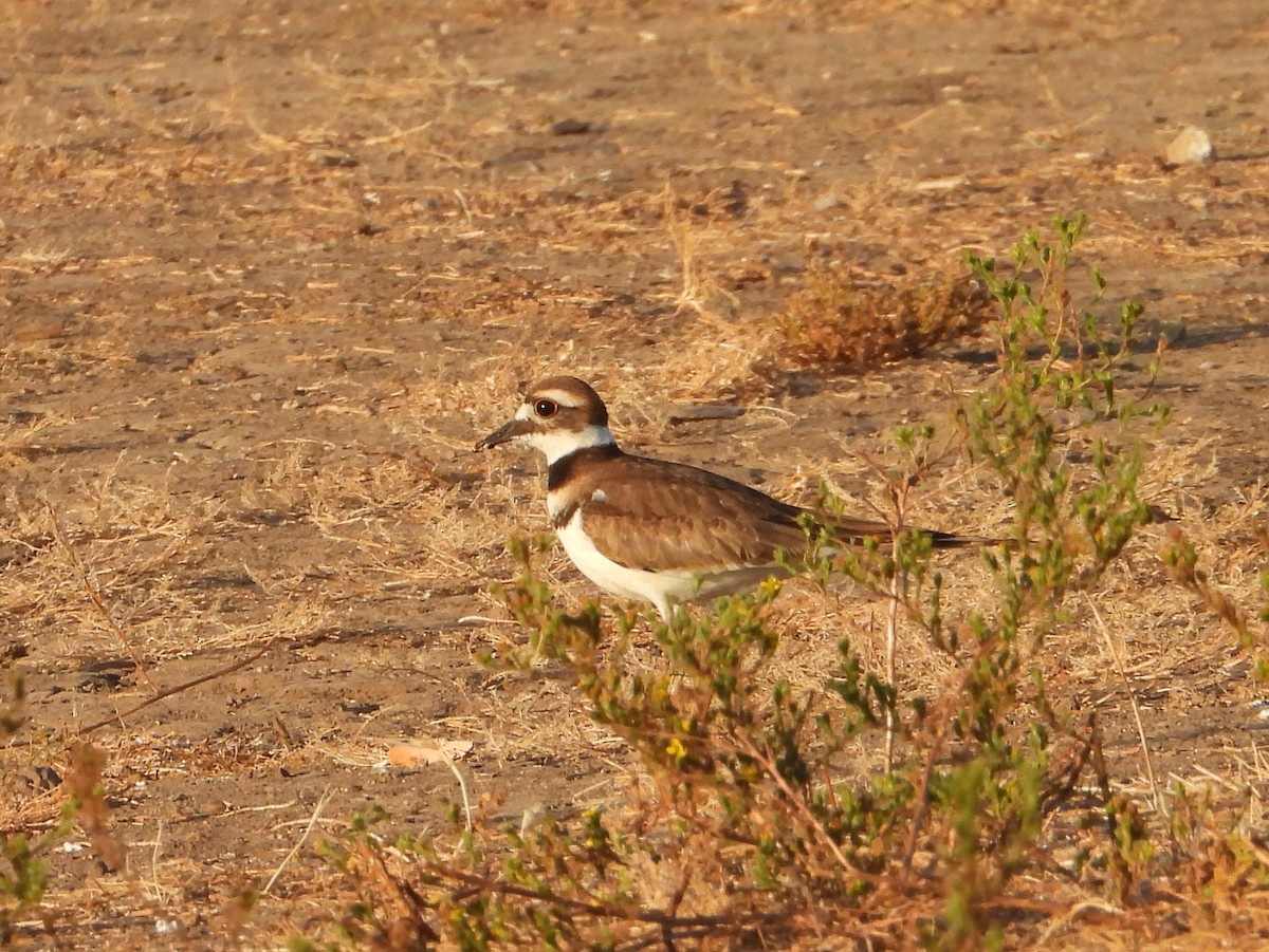 Killdeer - ML620794937