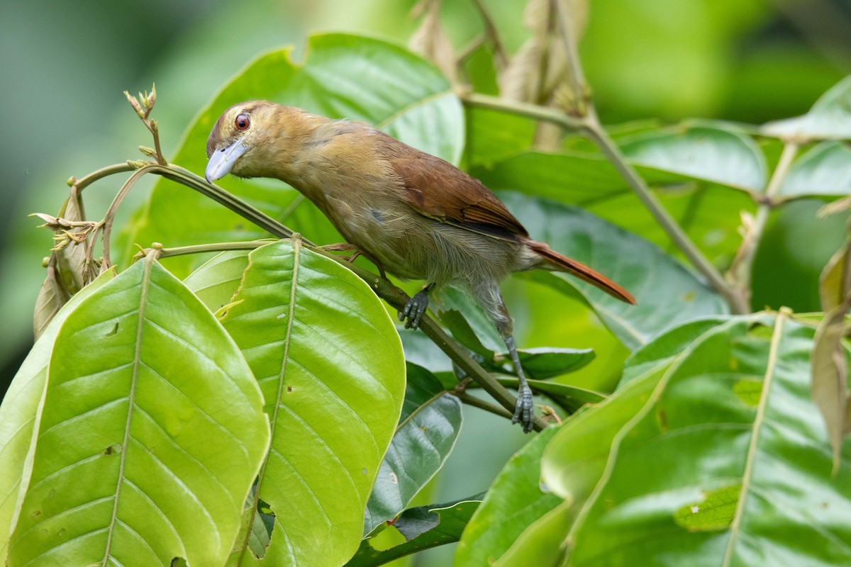 Russet Antshrike - ML620794941