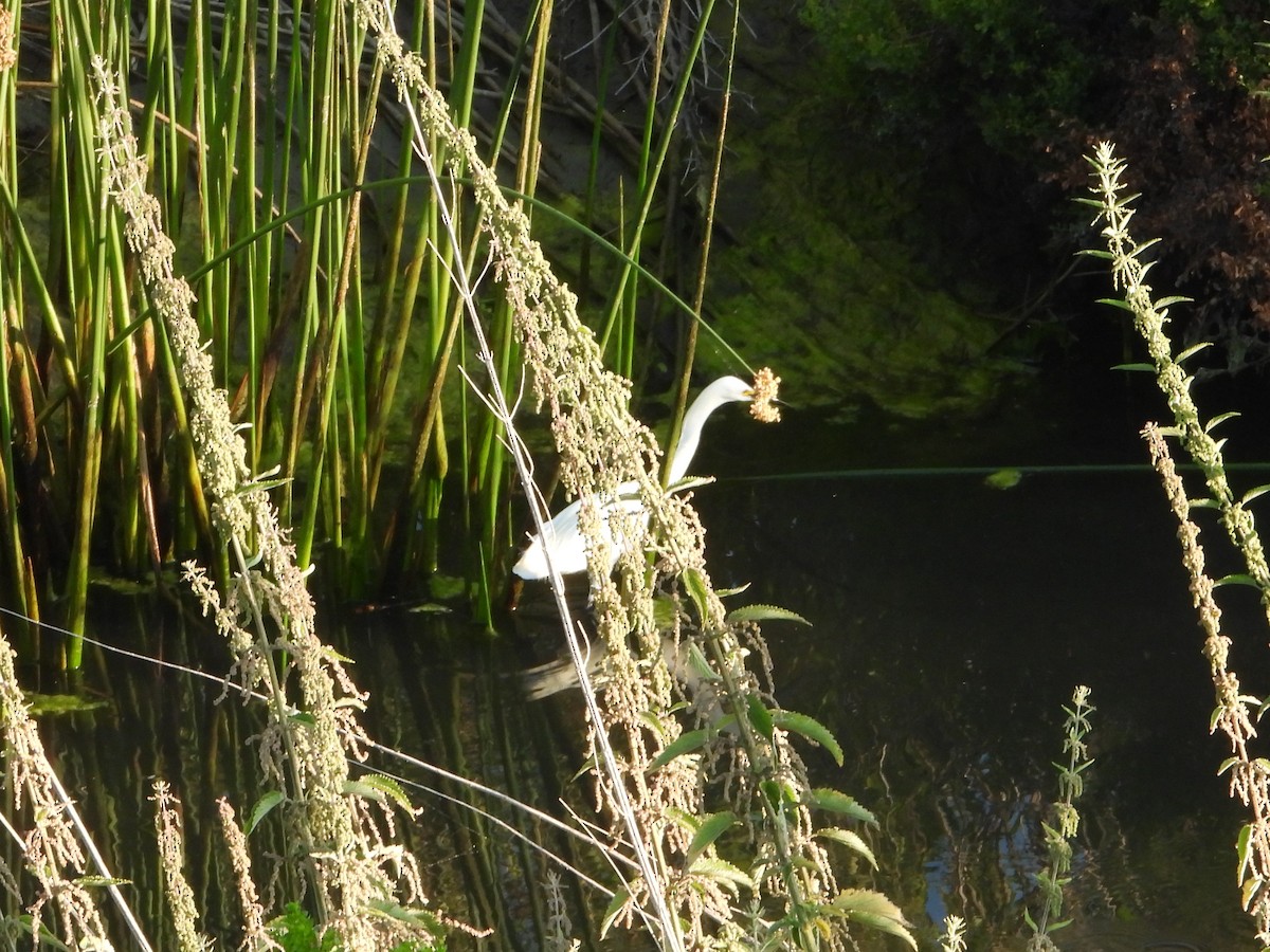 Snowy Egret - ML620794942