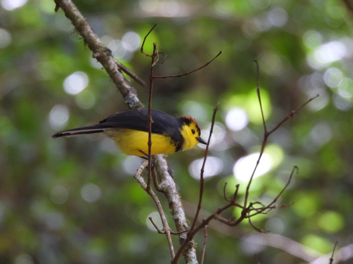 Collared Redstart - ML620794955