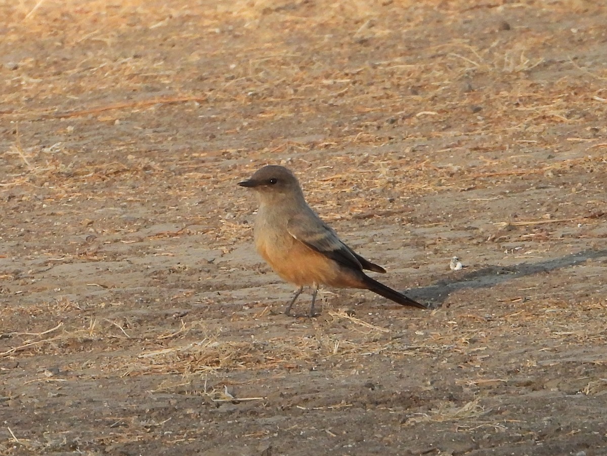 Say's Phoebe - ML620794958