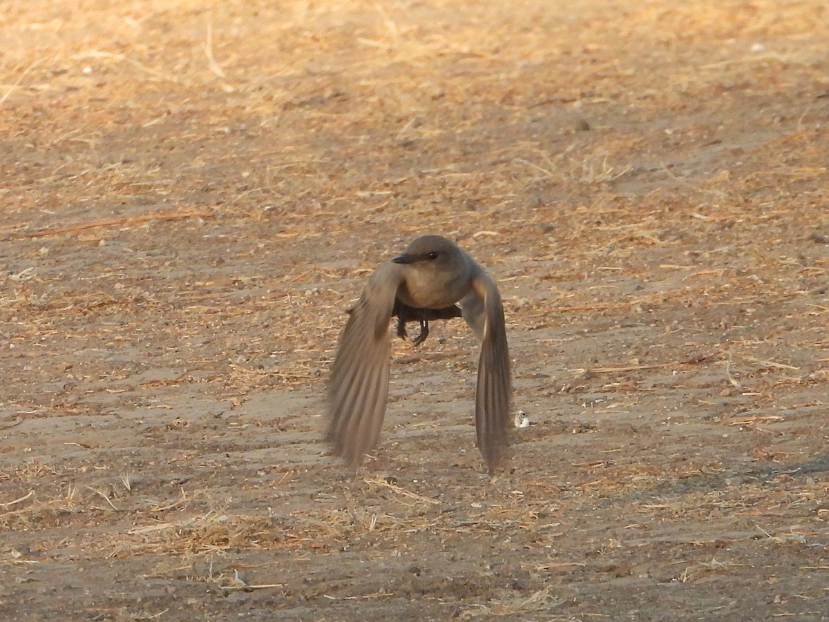 Say's Phoebe - ML620794959