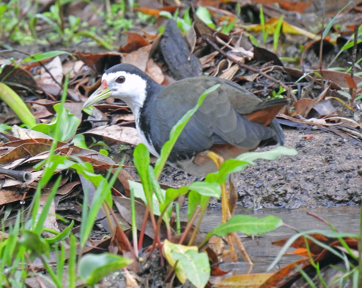 White-breasted Waterhen - ML620794962