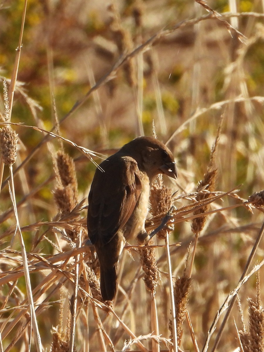 Scaly-breasted Munia - ML620794971