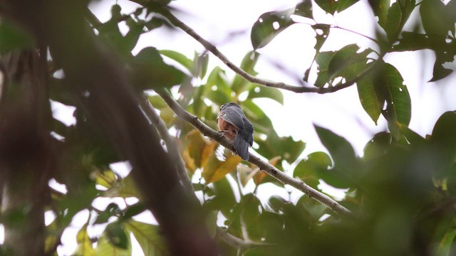 Chestnut-bellied Seed-Finch - ML620794974