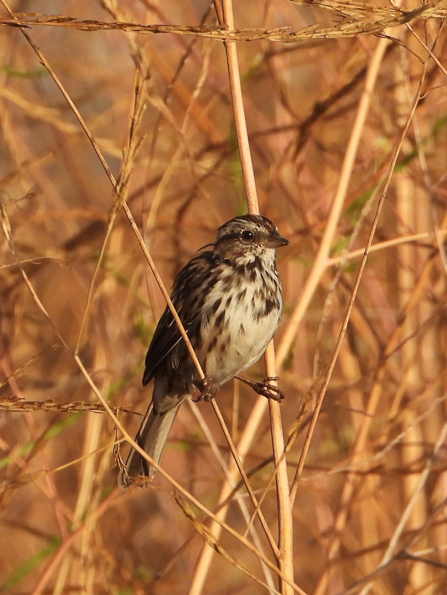 Song Sparrow - ML620794978