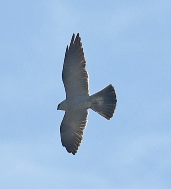 Mississippi Kite - ML620794981