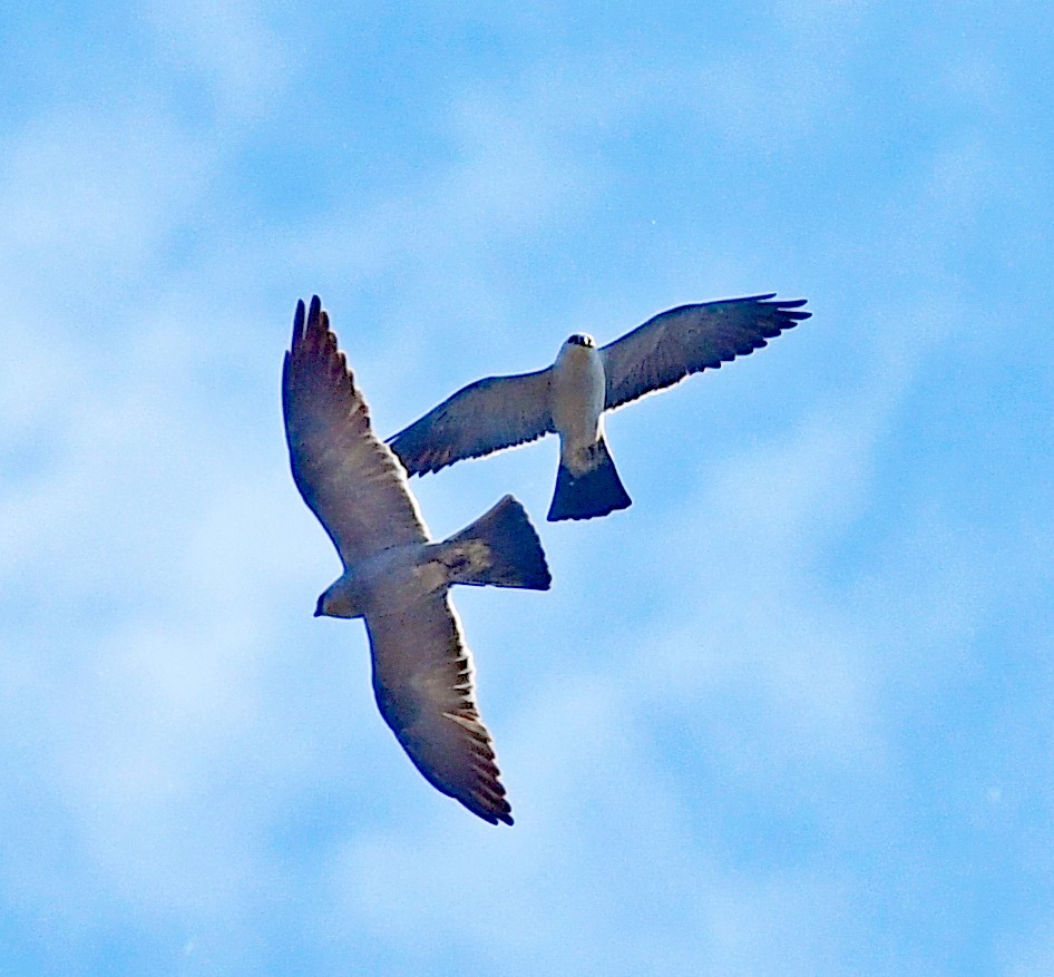 Mississippi Kite - ML620794983