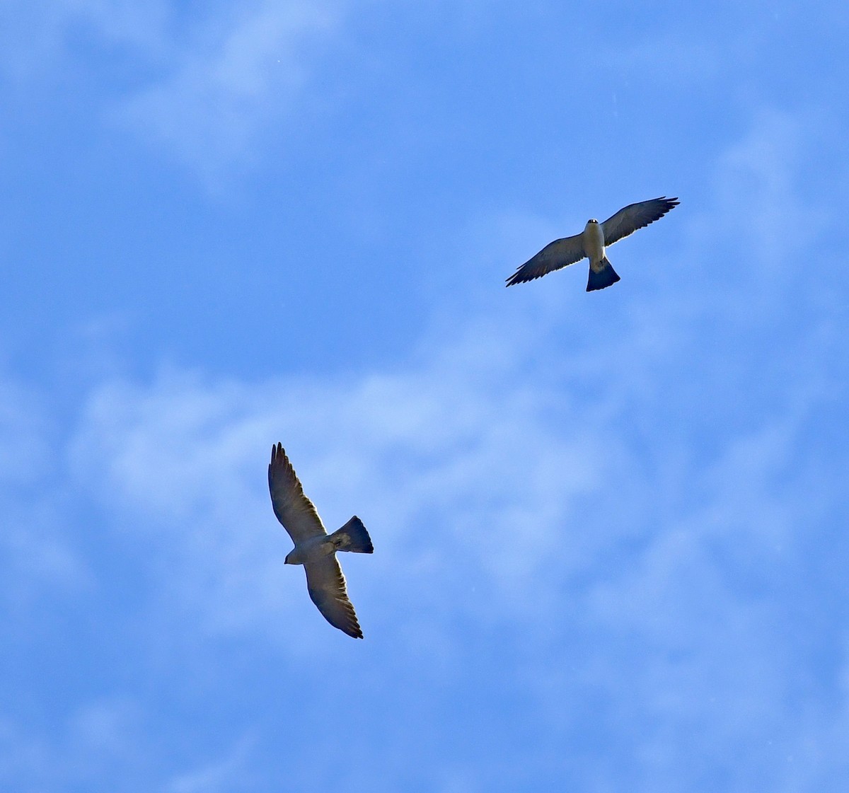 Mississippi Kite - ML620794984