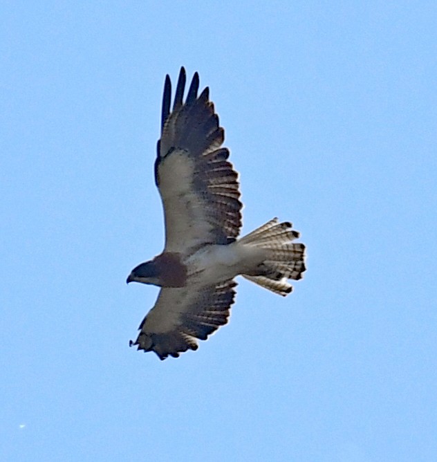 Swainson's Hawk - ML620794990