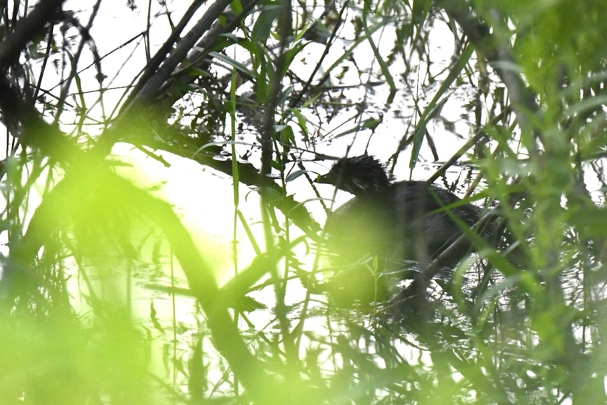 Pied-billed Grebe - ML620794996