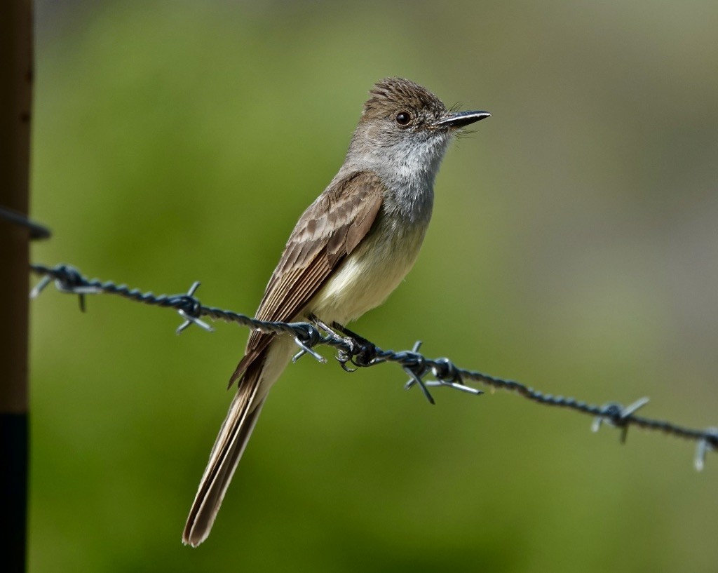 Dusky-capped Flycatcher (olivascens) - ML620795008