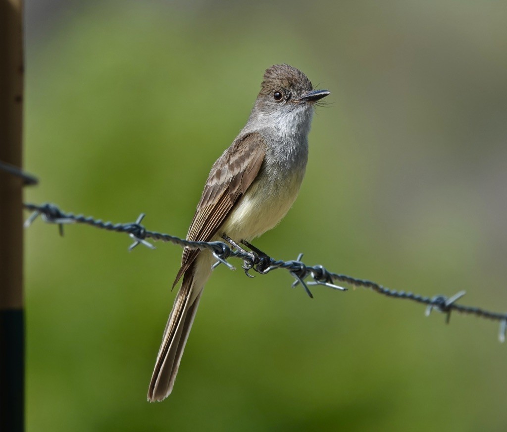 Dusky-capped Flycatcher (olivascens) - ML620795009