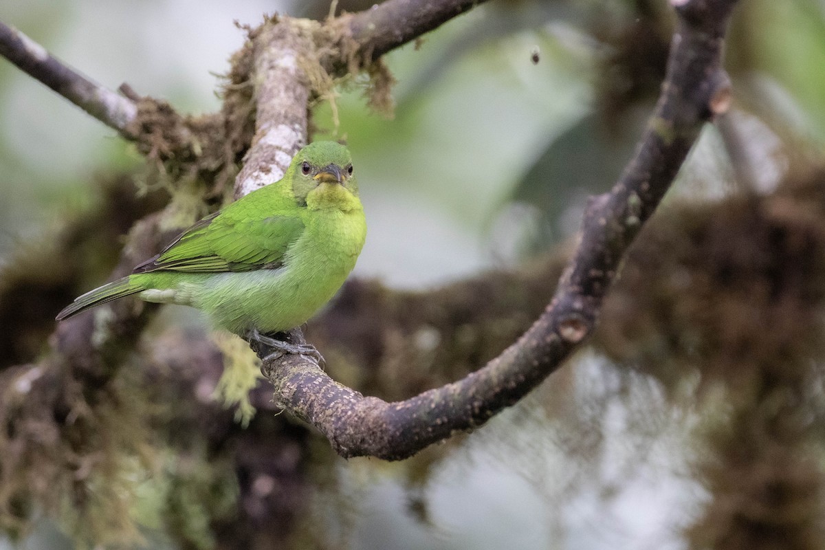 Green Honeycreeper - ML620795010