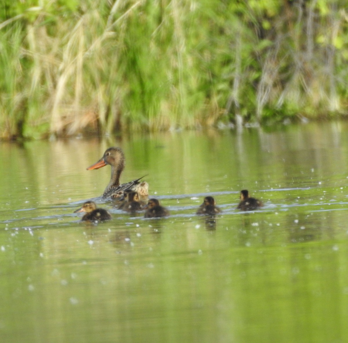 Northern Shoveler - ML620795023