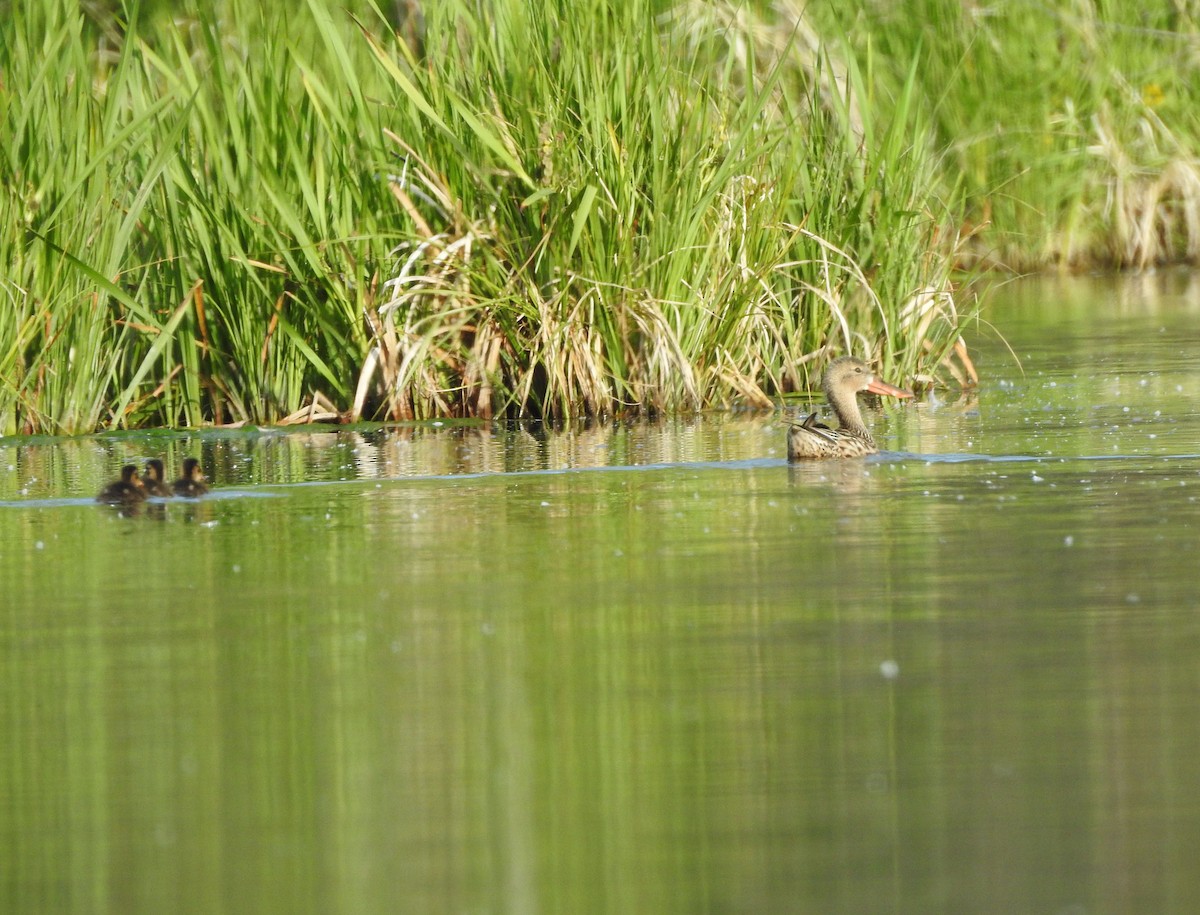 Northern Shoveler - ML620795024