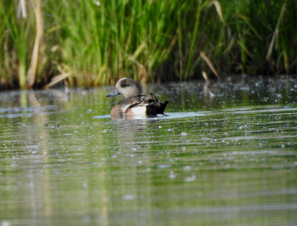 American Wigeon - ML620795029