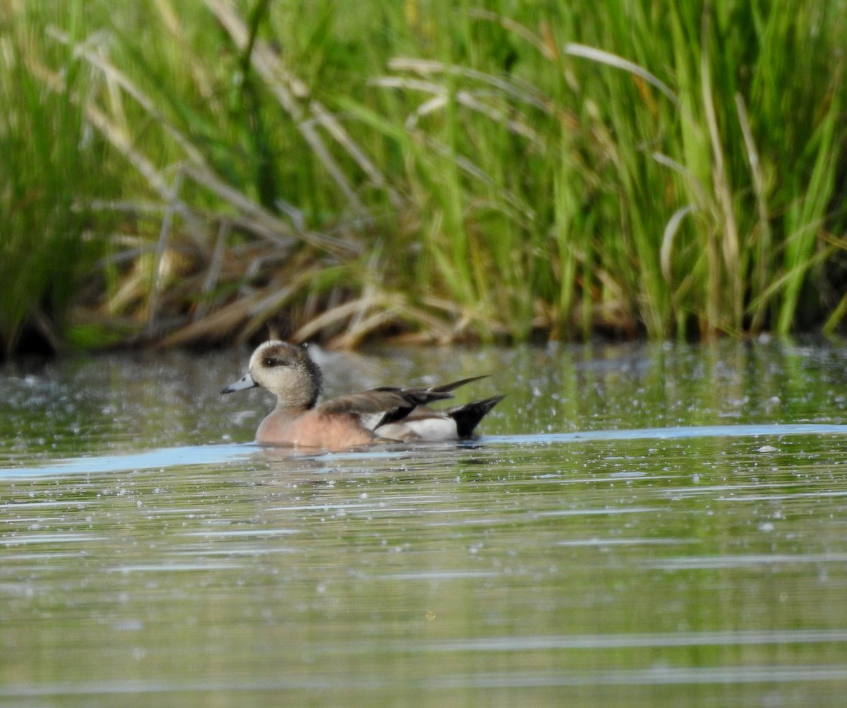 American Wigeon - ML620795030